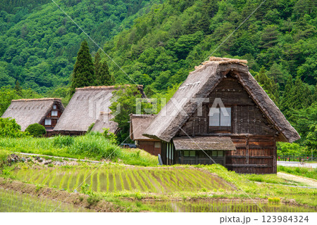 初夏の白川村・田植え直後の水田と合掌集落 123984324