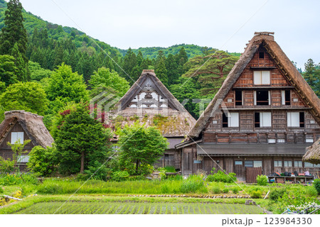 初夏の世界遺産「白川村」・田植え直後の水田と合掌造り集落 初夏の世界遺産「白川村」・田植え直後の水田と合掌造り集落 123984330
