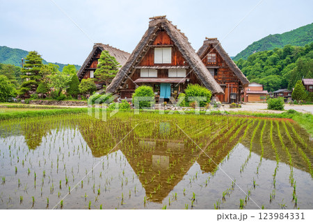 初夏の白川村・田植え直後の水田と三連合掌 123984331