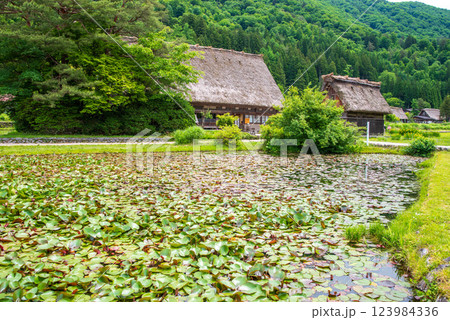 初夏の白川村「和田家住宅とスイレン池」 初夏の白川村「和田家住宅とスイレン池」 123984336