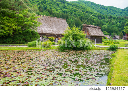 初夏の白川村「和田家住宅とスイレン池」 123984337