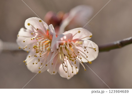 梅の花 123984689