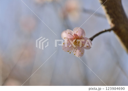 梅の花 123984690