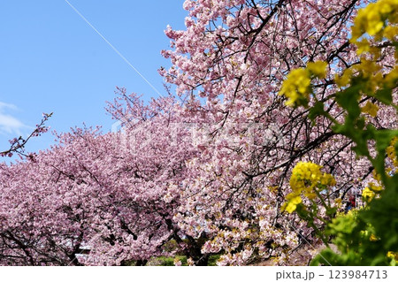 菜の花と河津桜 菜の花と河津桜 123984713