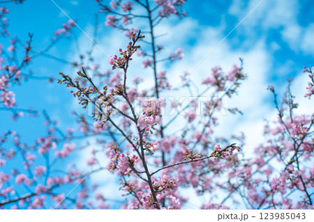 河津桜と空 河津桜と空 123985043