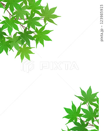 新緑のモミジのフレーム背景素材 新緑のモミジのフレーム背景素材 123985915