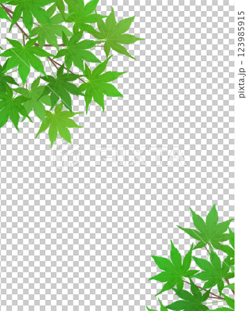新緑のモミジのフレーム背景素材 新緑のモミジのフレーム背景素材 123985915