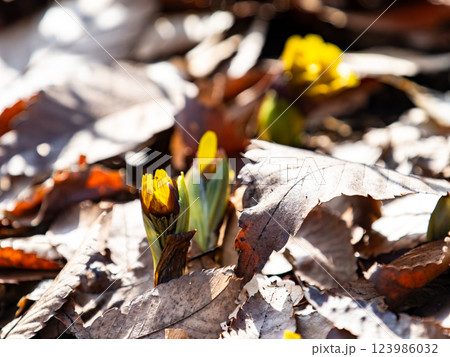 新春の嬉しい景色　落ち葉の中から顔を出したフクジュソウ 123986032