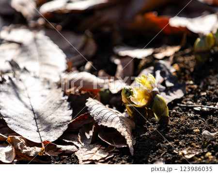 新春の嬉しい景色　落ち葉の中から顔を出したフクジュソウ 123986035