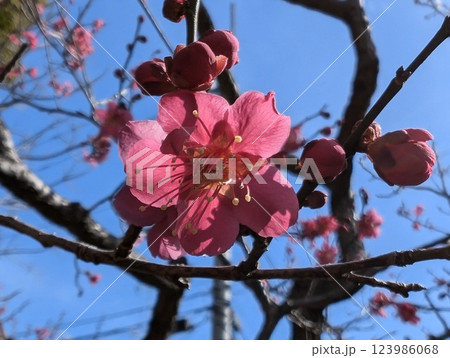 紅梅 紅梅 123986068