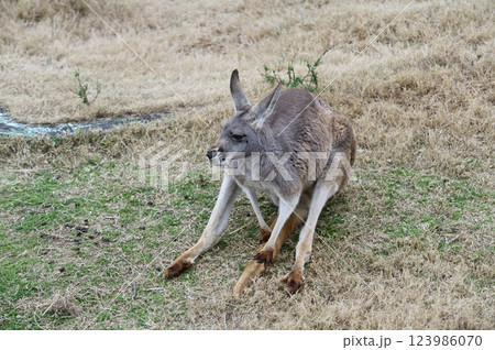 地面に座るアカカンガルー 地面に座るアカカンガルー 123986070