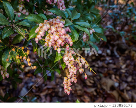 春にピンク色の花を咲かせるアケボノアセビ 春にピンク色の花を咲かせるアケボノアセビ 123986175