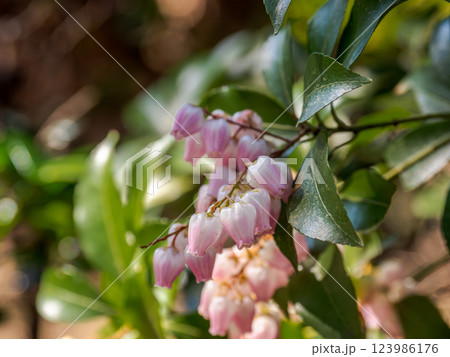 春にピンク色の花を咲かせるアケボノアセビ 春にピンク色の花を咲かせるアケボノアセビ 123986176