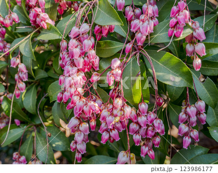 春にピンク色の花を咲かせるアケボノアセビ 123986177