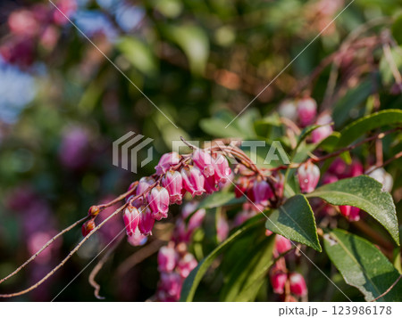春にピンク色の花を咲かせるアケボノアセビ 春にピンク色の花を咲かせるアケボノアセビ 123986178