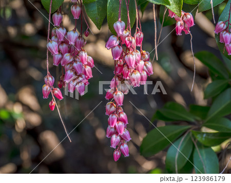 春にピンク色の花を咲かせるアケボノアセビ 春にピンク色の花を咲かせるアケボノアセビ 123986179