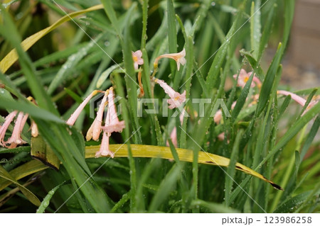 雨上がりのキルタンサス 雨上がりのキルタンサス 123986258