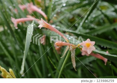 雨上がりのキルタンサス 123986259