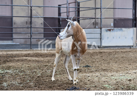 横を向くシロオリックス 123986339