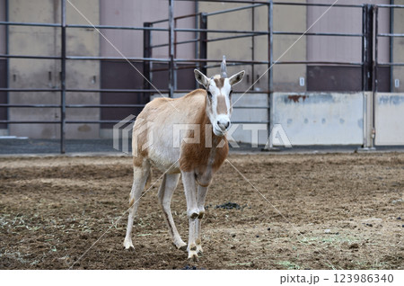 正面を向くシロオリックス 123986340