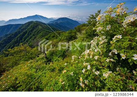 ノイバラ咲く夏の丹沢・塔ノ岳山頂から見る大山・表尾根 123986344