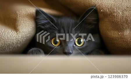 cute kitten on the window 123986370