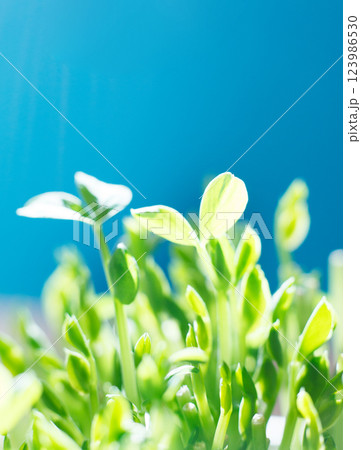 豆苗 スタジオ撮影, 豆苗 スタジオ撮影, 123986530