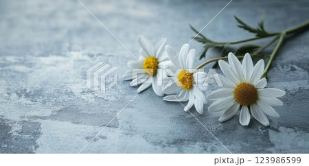 White Daisy Flowers Bloom Gently on Blue Surface with Floral Theme White Daisy Flowers Bloom Gently on Blue Surface with Floral Theme 123986599