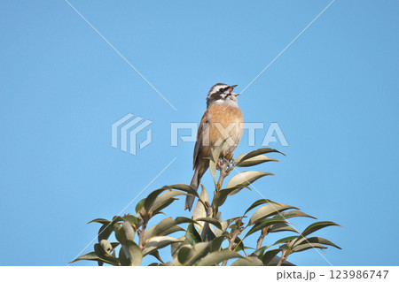 ホオジロ 123986747