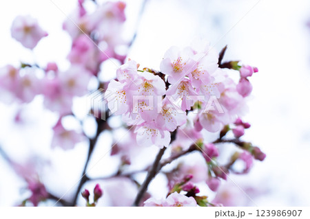 開花したばかりの桜 開花したばかりの桜 123986907