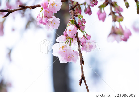 開花したばかりの桜 開花したばかりの桜 123986908