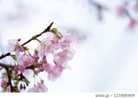 開花したばかりの桜 123986909