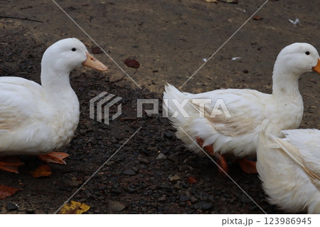 アヒル 123986945