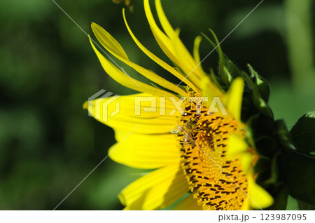 ひまわりと蜜蜂 123987095