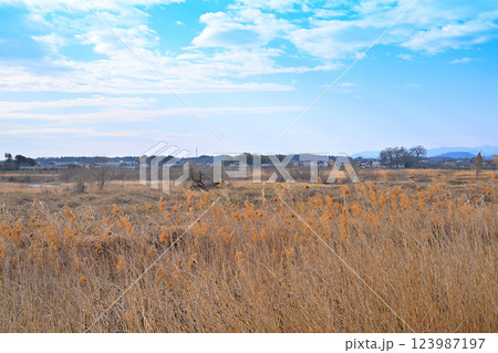 秩父山並　荒川河川敷からの眺め　深谷市　　　　 123987197