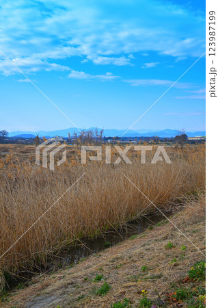秩父山並　荒川河川敷からの眺め　深谷市　　　　 123987199