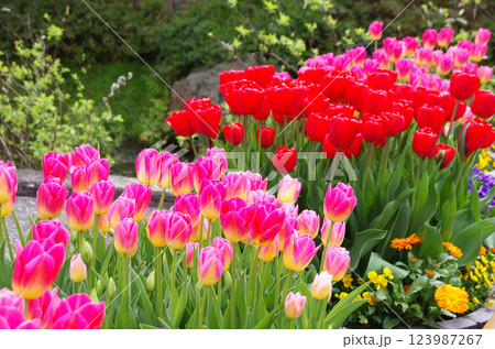 《春の花素材》鮮やかなチューリップ 123987267