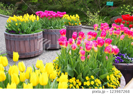 《春の花素材》鮮やかなチューリップ 123987268