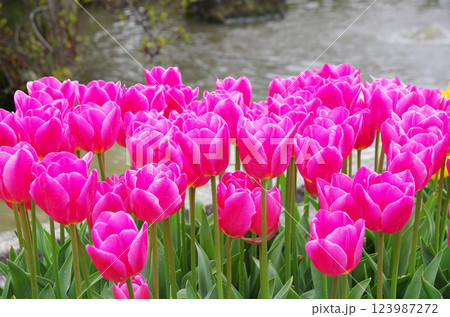 《春の花素材》鮮やかなチューリップ 123987272