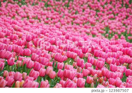 《春の花素材》鮮やかなチューリップ畑 123987507
