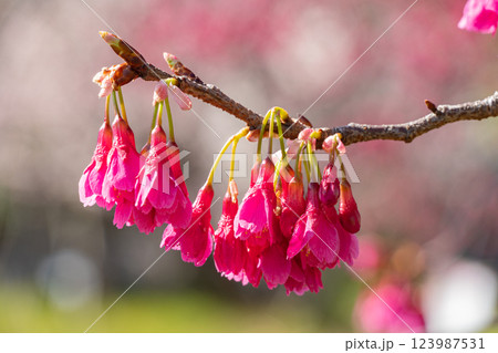 寒緋桜の枝先をクローズアップした写真 寒緋桜の枝先をクローズアップした写真 123987531