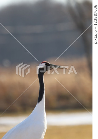 タンチョウ 123987636