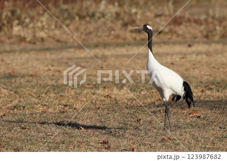 タンチョウ 123987682