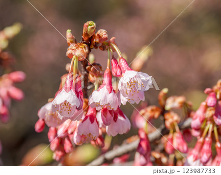 早春に咲くカンヒザクラ(寒緋桜)【リュウキュウカンヒザクラ(琉球寒緋桜)】 早春に咲くカンヒザクラ(寒緋桜)【リュウキュウカンヒザクラ(琉球寒緋桜)】 123987733