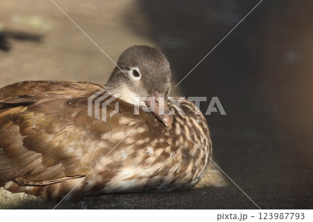 オシドリ 123987793