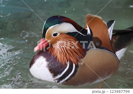 オシドリ 123987799