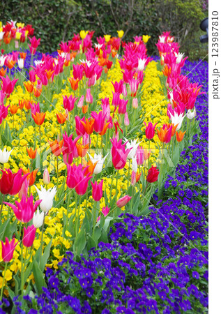 《春の花素材》カラフルなチューリップ畑 《春の花素材》カラフルなチューリップ畑 123987810