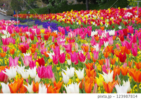 《春の花素材》カラフルなチューリップ畑 123987814