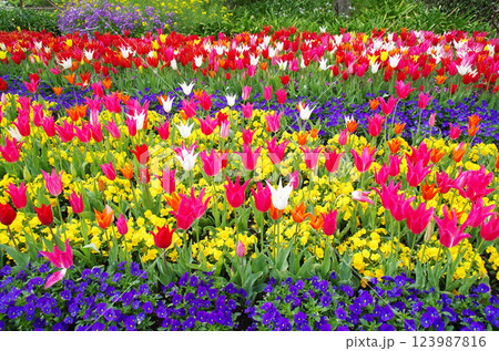 《春の花素材》カラフルなチューリップ畑 《春の花素材》カラフルなチューリップ畑 123987816
