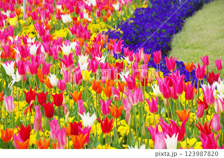 《春の花素材》カラフルなチューリップ畑 《春の花素材》カラフルなチューリップ畑 123987820